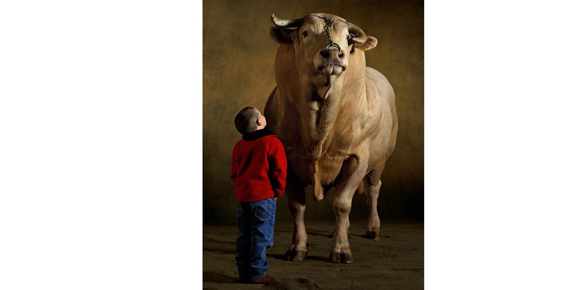 Yann Arthus bertrand Blonde d'Aquitaine
