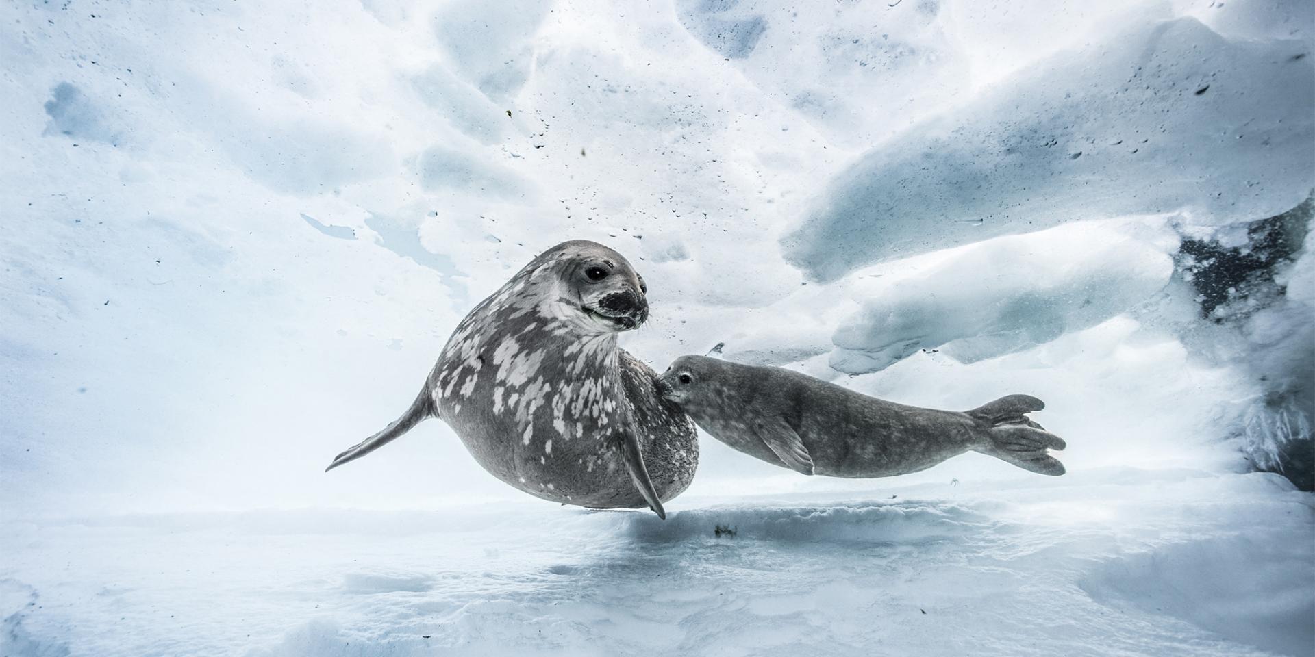 Phoques de Weddell - Terre d'Adélie, Antarticque. Ballesta